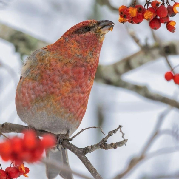 Источник: Параскева-в-шпинатах / Телеграм