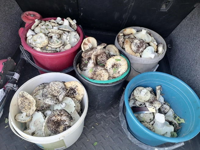 На этом фото еще не весь «улов»! | Источник: «Уральский яжегрибник» / Vk.com