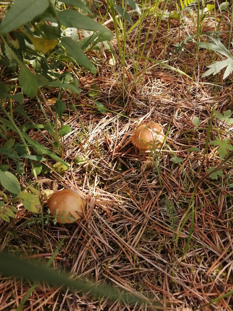 Источник: Любовь Петрова 