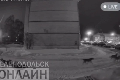 Жители боятся выходить из дома из-за стай собак