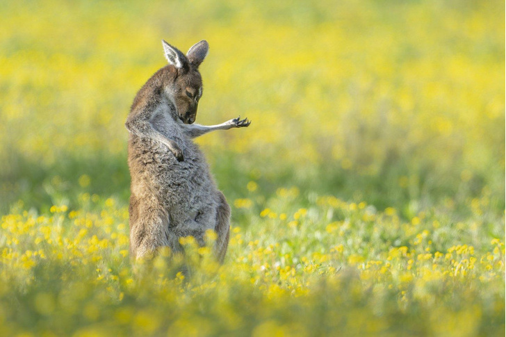 Австралийский кенгуру забыл дома гитару