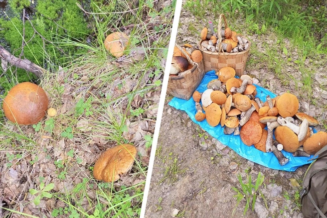 Такой урожай можно собрать в Архангельской области | Источник: Читательница 29.RU Светлана