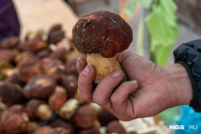 Грибы скоро закончатся — впереди холода | Источник: Александр Ощепков / NGS.RU