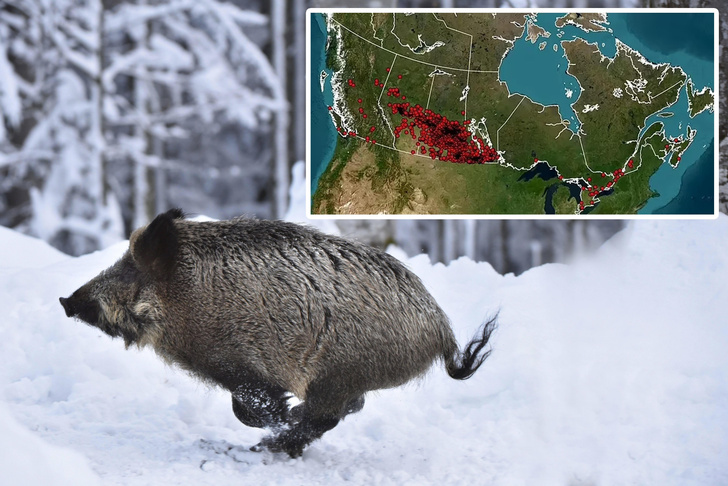 Суперсвиньи: откуда у северной границы США взялись самые опасные инвазивные животные в мире?