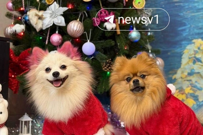 Волгоградские питомцы в новогодних нарядах: топ-15