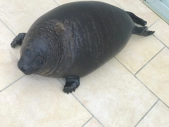 Фото vk.com/sealrescue Спасение тюленей 699–23–99 | www.fontanka.ru