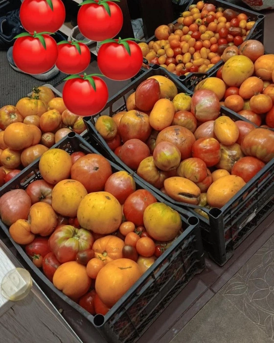 Какие помидоры вкуснее: желтые или красные?  | Источник: Пользователь София / @ngs22ru_news / Telegram