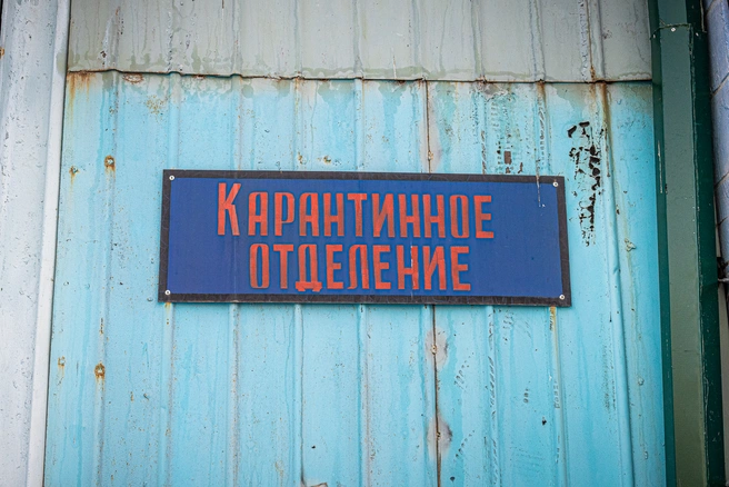 В регионе выявили уже рекордное число очагов бешества | Источник: Олег Фёдоров / CHITA.RU