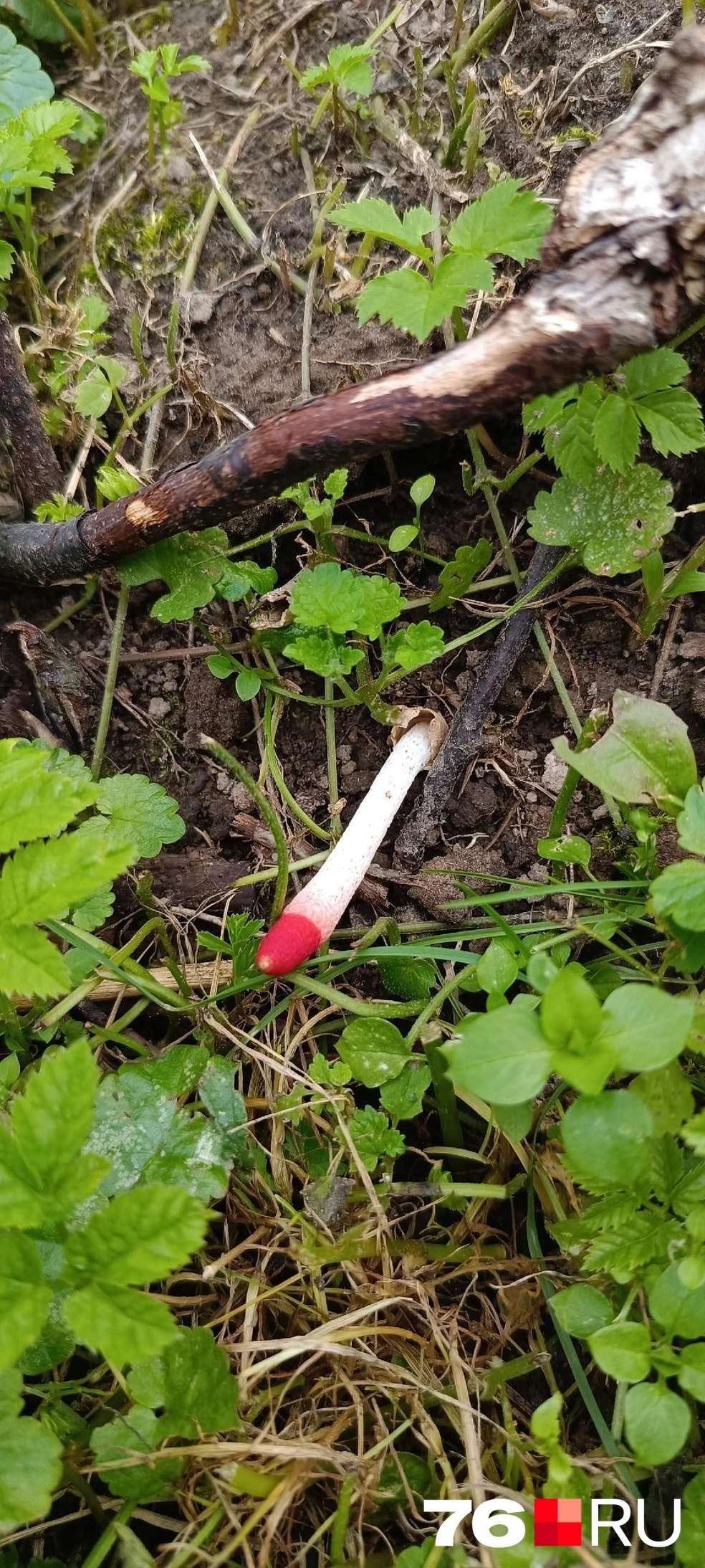 Миколог рассказала, как называется вытянутый гриб с розовой макушкой | Источник: Юрий Пьянков