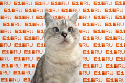 6 историй спасения животных благодаря форумам E1.RU