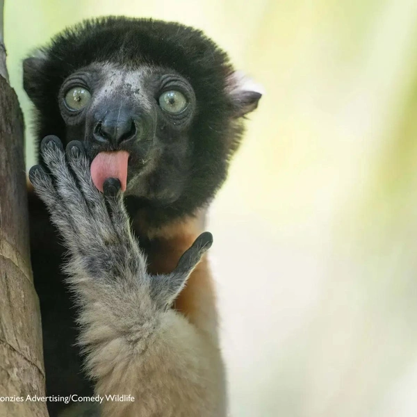 Источник: Nikon Comedy Wildlife Awards