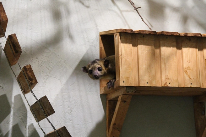 Кинкажу предпочитают проводить время на высоте и редко спускаются на землю | Источник: пресс-служба зоопарка Удмуртии