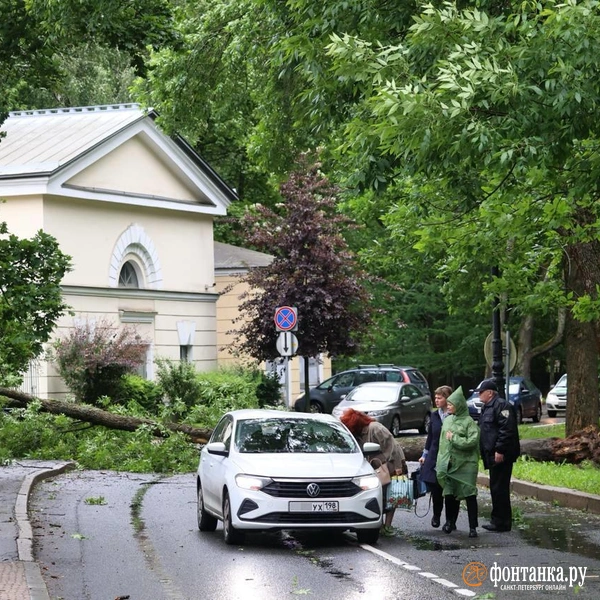 На Крестовском острове дерево упало прямо на машину с женщиной внутри — выбило стекла и заклинило двери. | Источник: Сергей Михайличенко / «Фонтанка.ру»