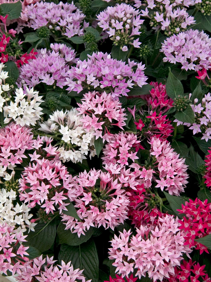7 комнатных растений, которые цветут круглый год