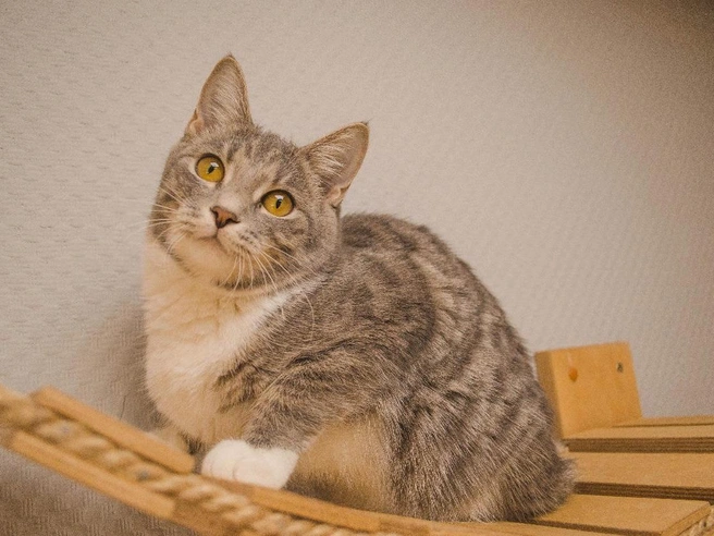 Кошке 3 года и 2 месяца | Источник: Котокафе «MURCHIM»