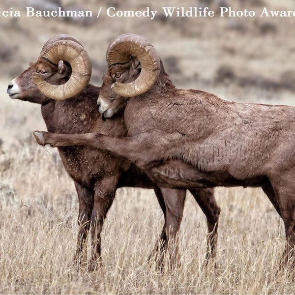 «Любезнейший, вам туда!» | Источник: Patricia Bauchman / Comedy Wildlife Photography Awards 2016