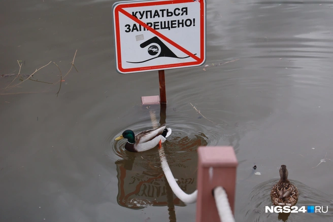 Утки против системы | Источник: Мария Ленц / NGS24.RU
