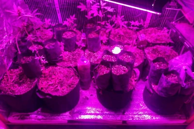 В Сочи нашли домашнюю плантацию конопли