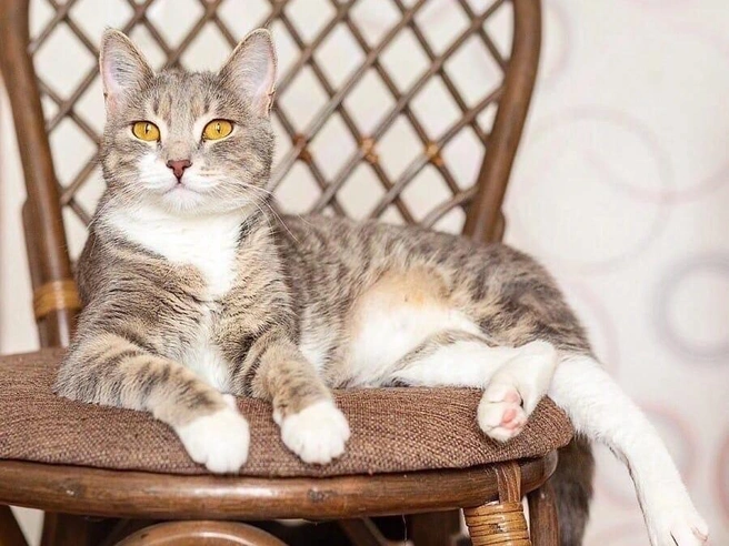 Кошку обнаружили с обмороженными лапами и животом | Источник: Фото: группа «Кошки в дар» в Новосибирске