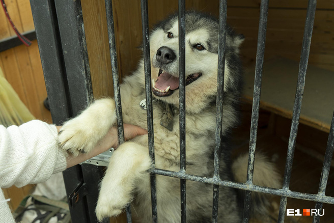Купить Щенка В Екатеринбурге