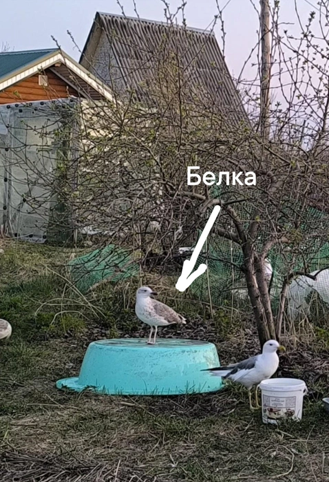 Чайка Белка окрепла и улетела, но заглядывает в гости | Источник: Группа «Помощь птицам ЗАУРАЛЬЯ | другим животным»