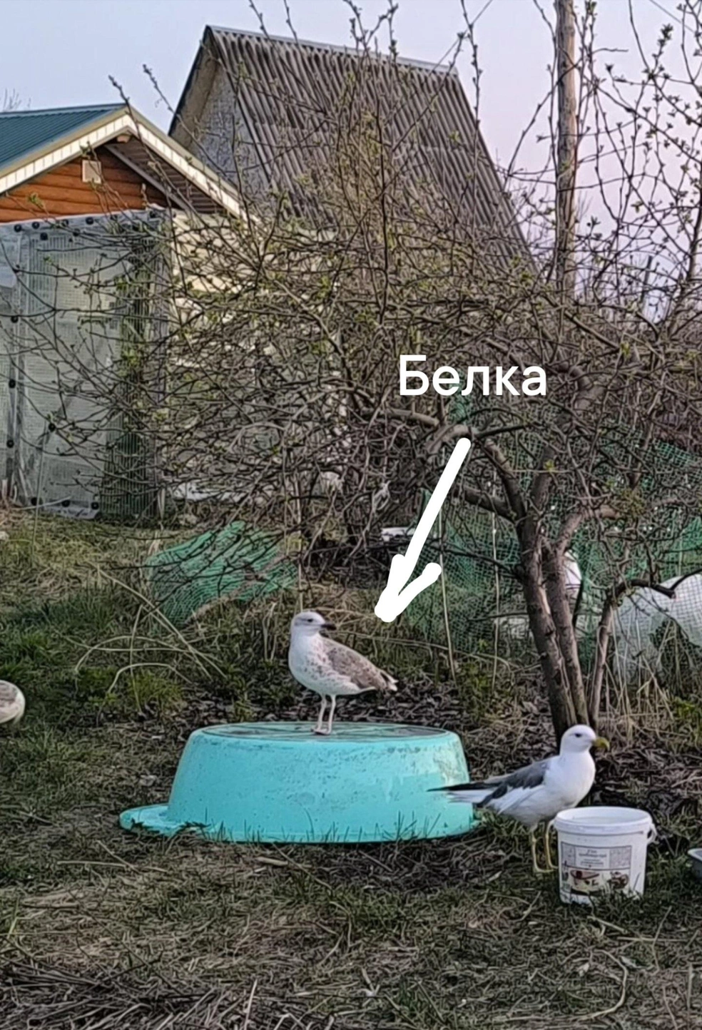 Чайка Белка окрепла и улетела, но заглядывает в гости | Источник: группа «Помощь птицам ЗАУРАЛЬЯ | другим животным»