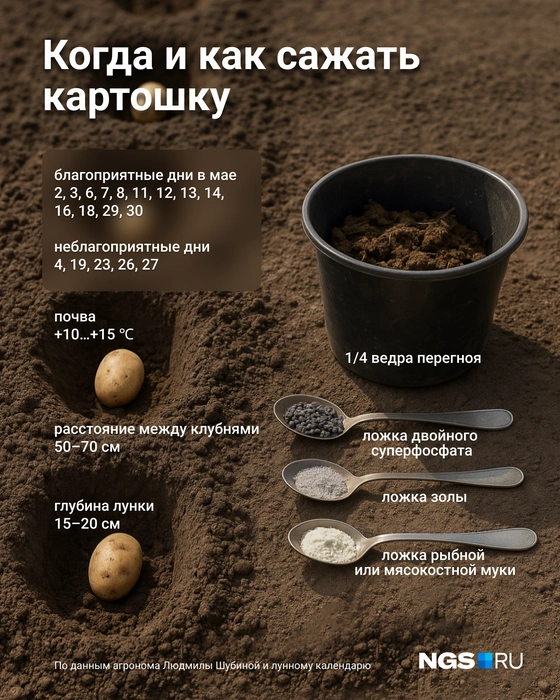 Здесь самые важные моменты при посадке картофеля | Источник: Юрий Орлов / Городские медиа