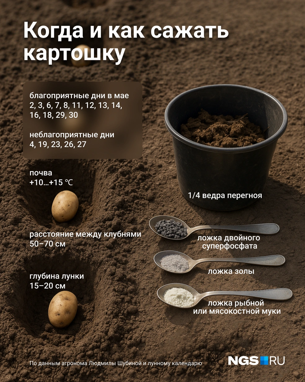 Здесь самые важные моменты при посадке картофеля | Источник: Юрий Орлов / Городские медиа