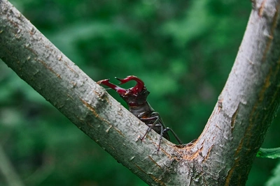 Суд вернул государству 8,1 тыс. га лесного фонда под Самарой