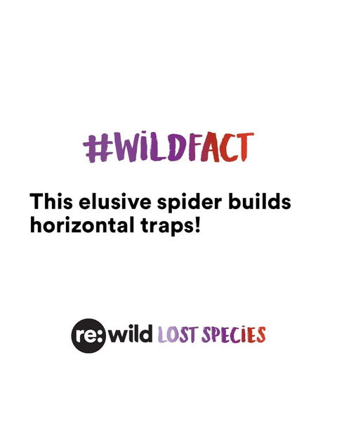 Жирный сом, слепая саламандра и паук-чечеточник: 25 самых разыскиваемых видов на планете