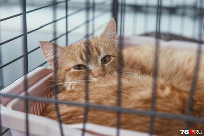 Животные центра «Джина» в Ярославле ищут дом