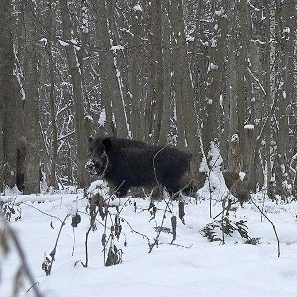 Источник: Каждой твари по паре / Telegram