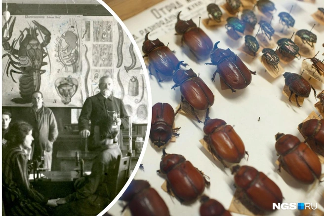 В Новосибирской области случайно нашли уникальную зоологическую коллекцию знаменитого ученого  | Источник: NGS.RU