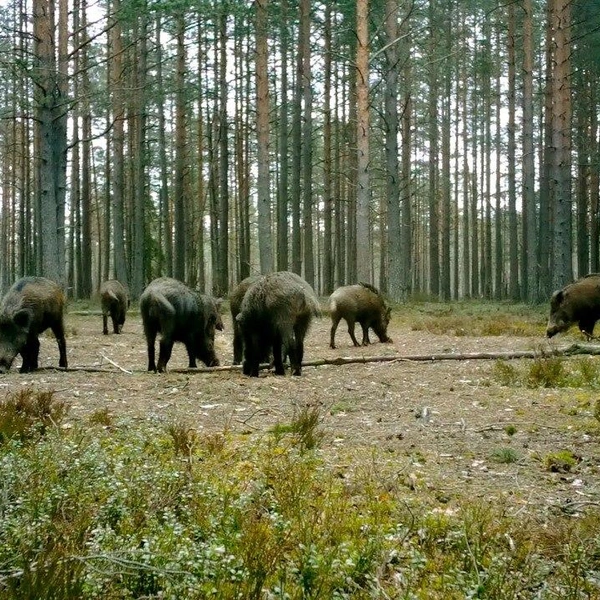 Источник: Павел Глазков/Каждой твари по паре.