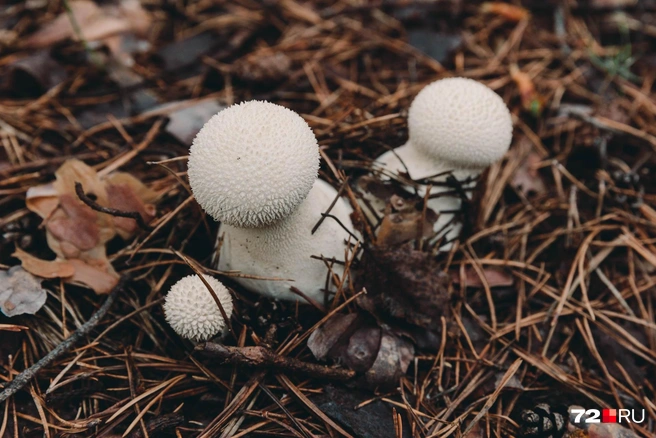 Лучше всего грибы собирать вдали от города и подальше от трассы | Источник: Ирина Шарова / 72.RU