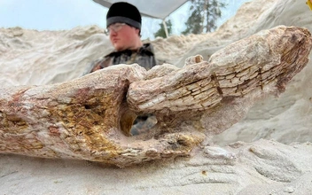 В Ленобласти найдено дерево возрастом 385 млн лет: уникальная находка меняет представления об эволюции растений