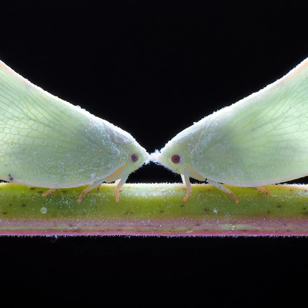 Источник: Chen-You Li / International Photography Awards 2025
