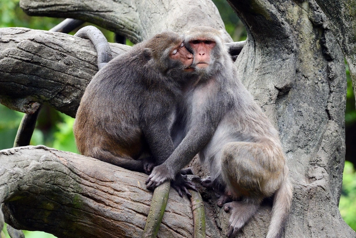 Очень древний обычай: биологи выяснили, когда возникли поцелуи Очень древний обычай: биологи выяснили, когда возникли поцелуи
