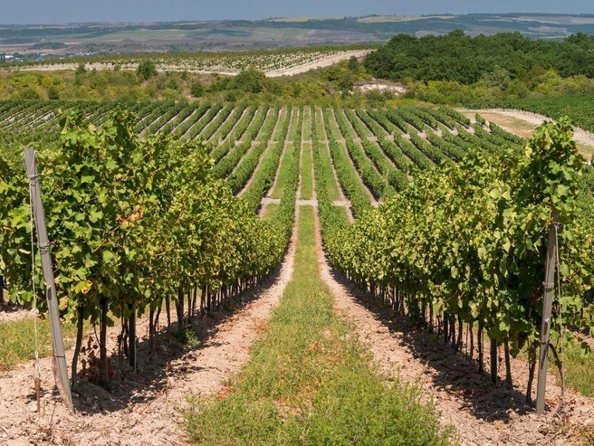 Отсюда можно съездить на раскопки древнего города | Источник: Fanagoria Winery / T.me