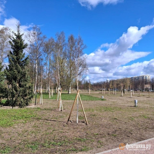 Новых посадок — тысячи | Источник: Анна Мотовилова / «Фонтанка.ру»