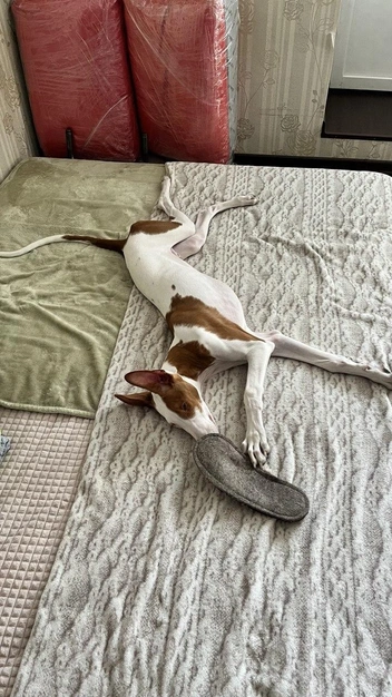 Утащить хозяйский тапок «инопланетные» собаки могут. Но никогда его не испортят | Источник: личный архив Надежды Купченко