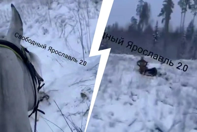 Конфликт в Ярославской области: пострадали две девушки на лошадях