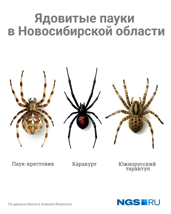 Запомните как выглядят опасные пауки | Источник: Юрий Орлов / Городские порталы
