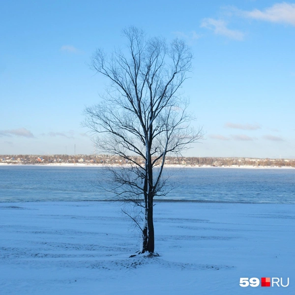 Одинокое деревце на фоне снега | Источник: Тимофей Калмаков / 59.RU