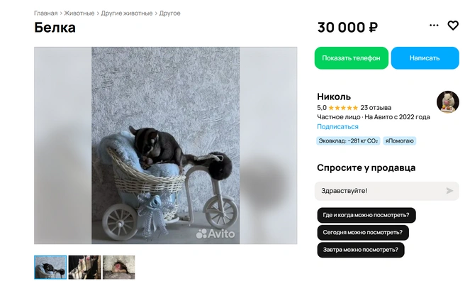 Животные продаются парой | Источник: Авито