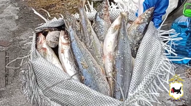 Просто доставлял груз. В Слюдянском районе остановили водителя с 27 мешками байкальского омуля. Браконьеров ищут | Источник: ГУ МВД России по Иркутской области
