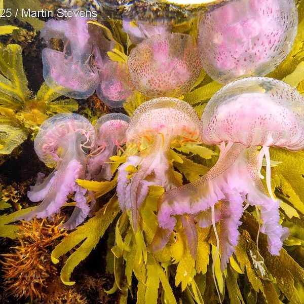 Финалист в номинации «Британский подводный фотограф» | Источник: Martin Stevens / Underwater Photographer of the Year 2025