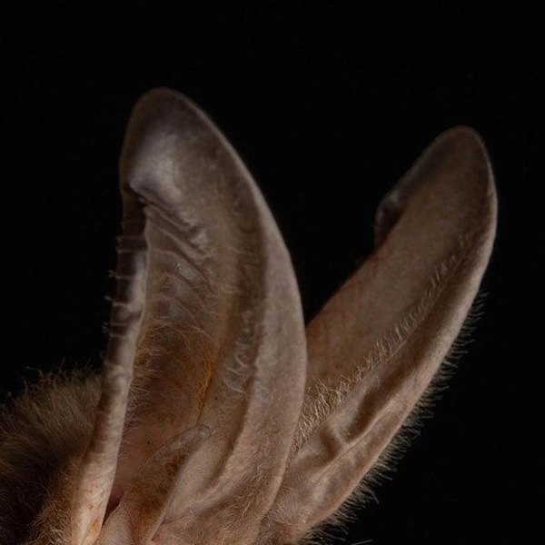 Ушан Таунсенда (Corynorhinus townsendii) | Источник: José Gabriel Martínez-Fonseca via PetaPixel