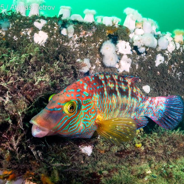 Финалист в номинации «Сосуществование в британских водах» | Источник: Atanas Petrov / Underwater Photographer of the Year 2025