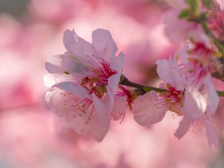 Тест: Выбери сакуру, а мы скажем, какое хокку написано в твою честь 🌸